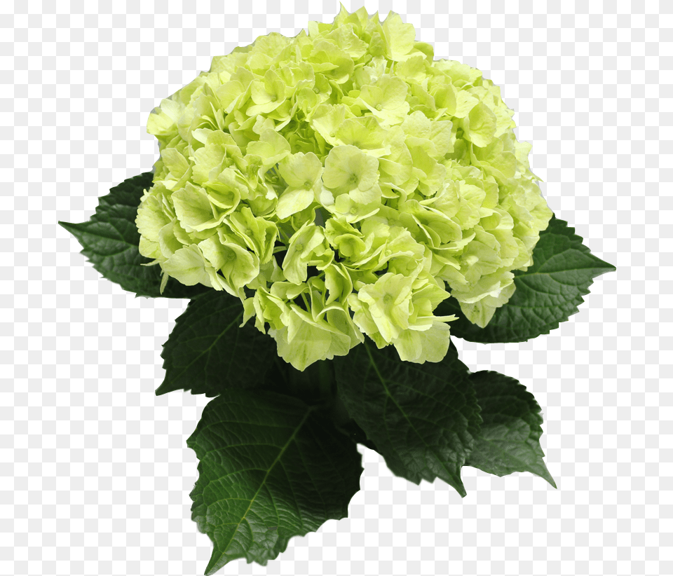 Single Color Box For Natural Hydrangeas Full Or Half Artificial Flower, Plant, Leaf, Flower Arrangement, Flower Bouquet Free Png Download