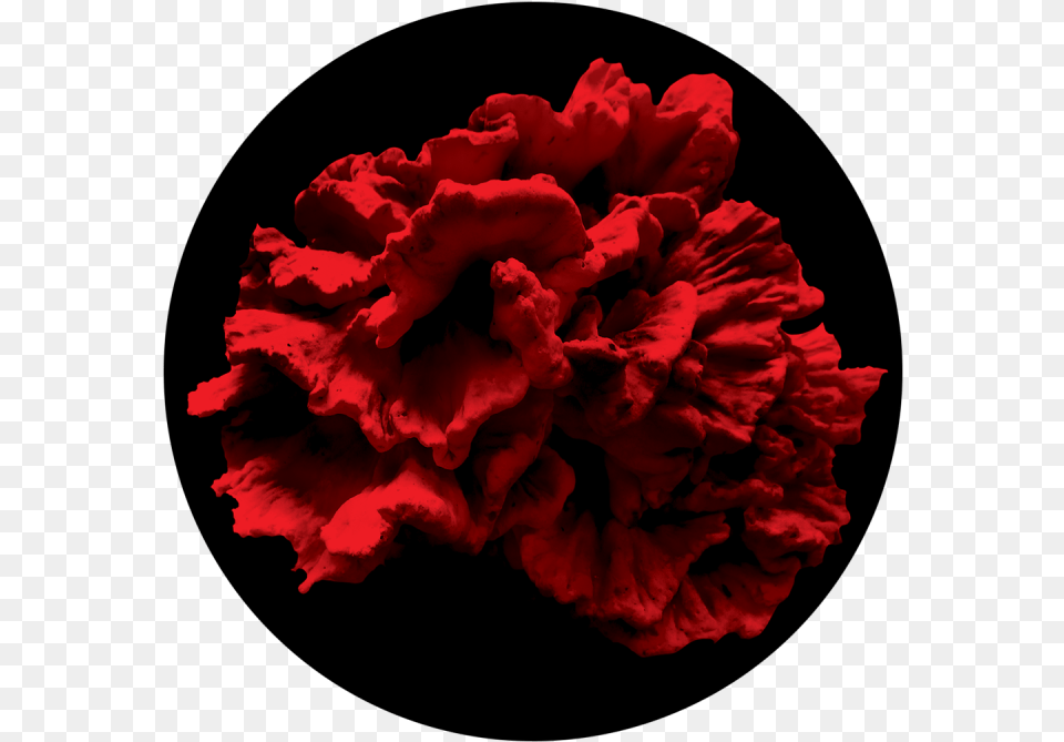 Single Coral Reef, Carnation, Flower, Plant, Rose Free Transparent Png