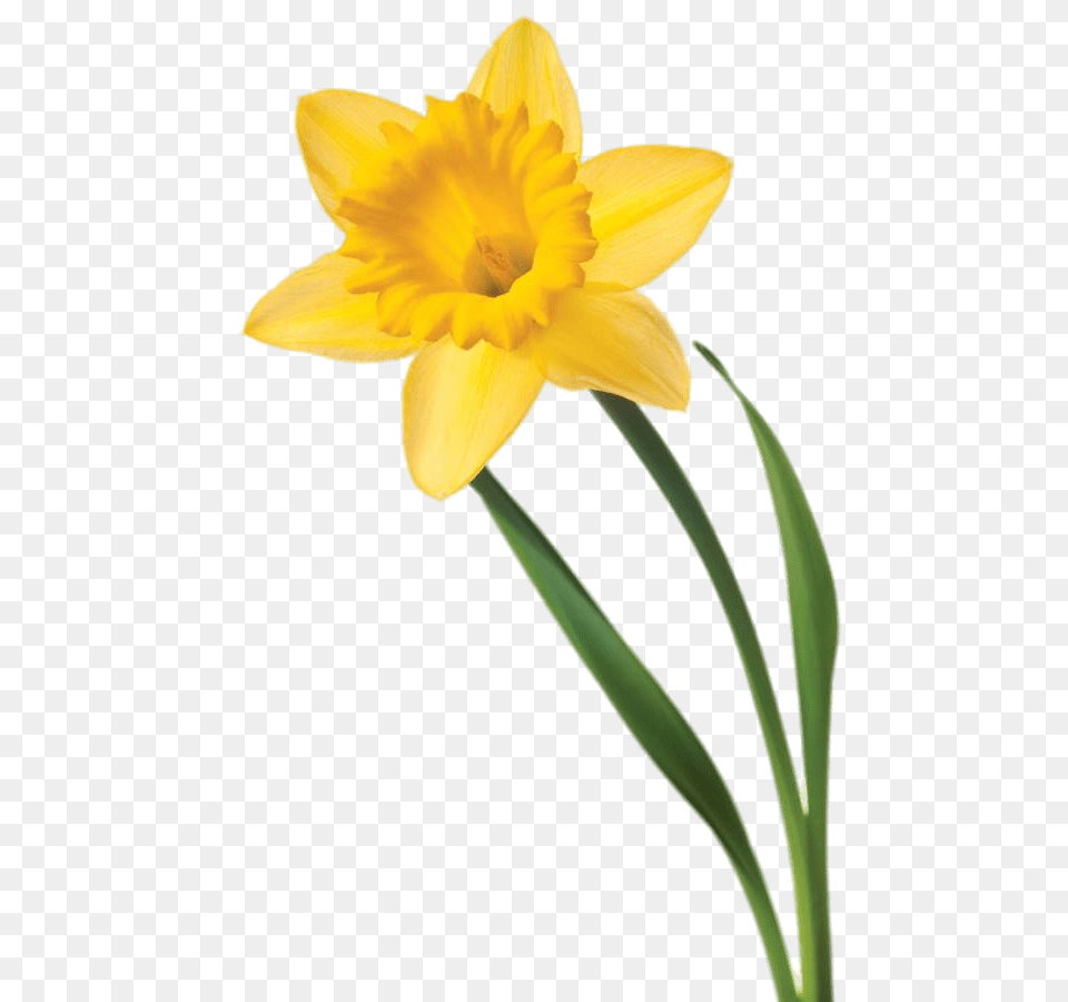 Single Daffodil Transparent, Flower, Plant Png