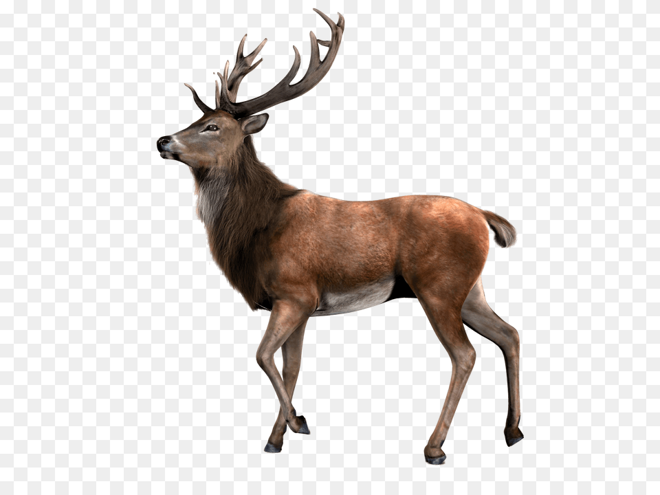 Single Deer, Animal, Antelope, Elk, Mammal Free Png Download
