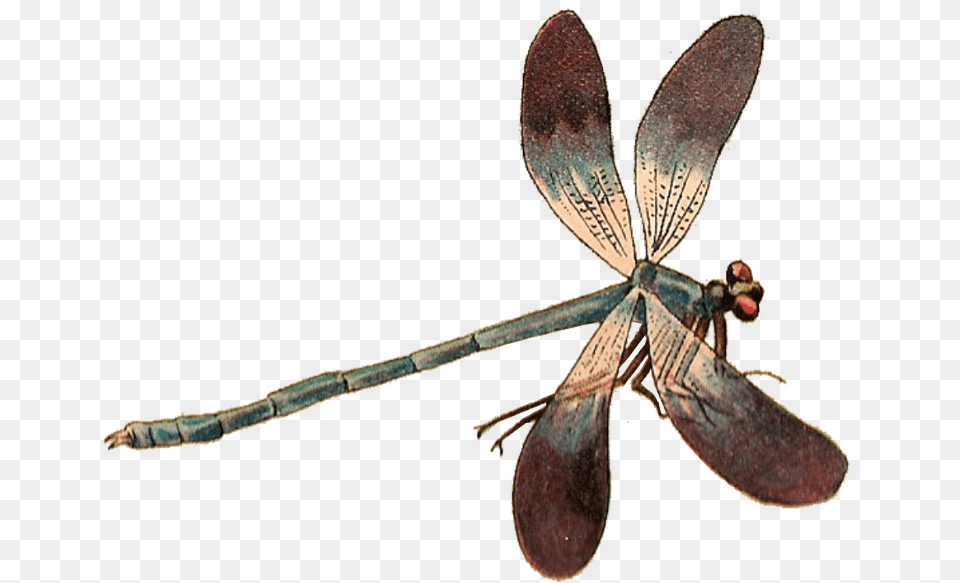 Single Dragonfly, Animal, Insect, Invertebrate Free Png