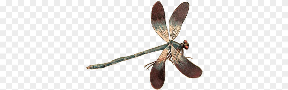 Single Dragonfly Dragonfly, Animal, Insect, Invertebrate Free Png
