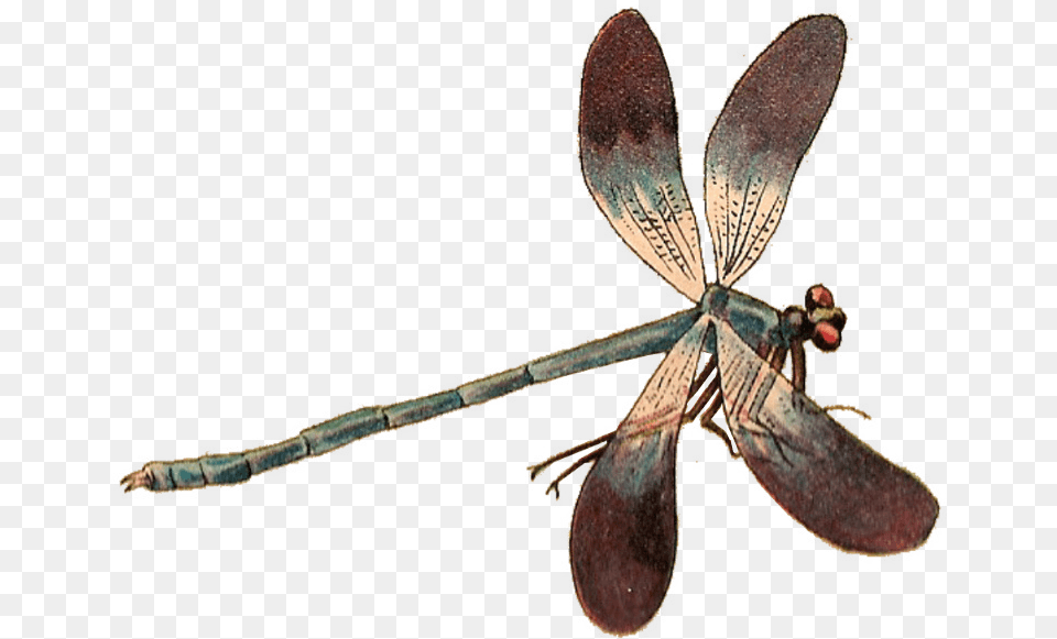 Single Dragonfly Transparent Dragonflies, Animal, Insect, Invertebrate Free Png