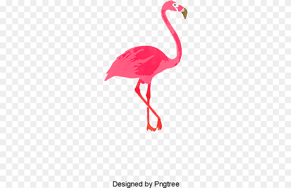 Single Flamingo Bird Flamingos Red Transparent, Animal, Beak Png