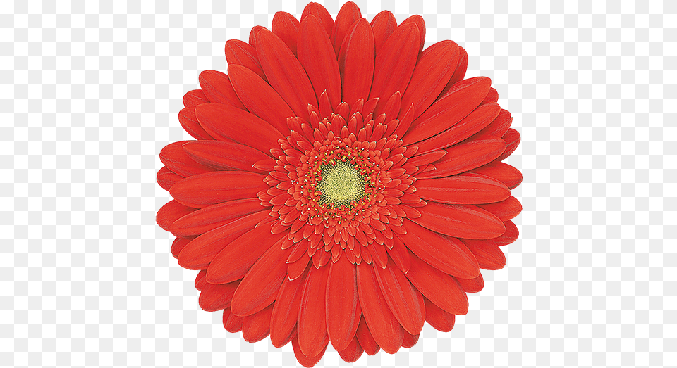 Single Flower, Dahlia, Daisy, Plant, Petal Png Image