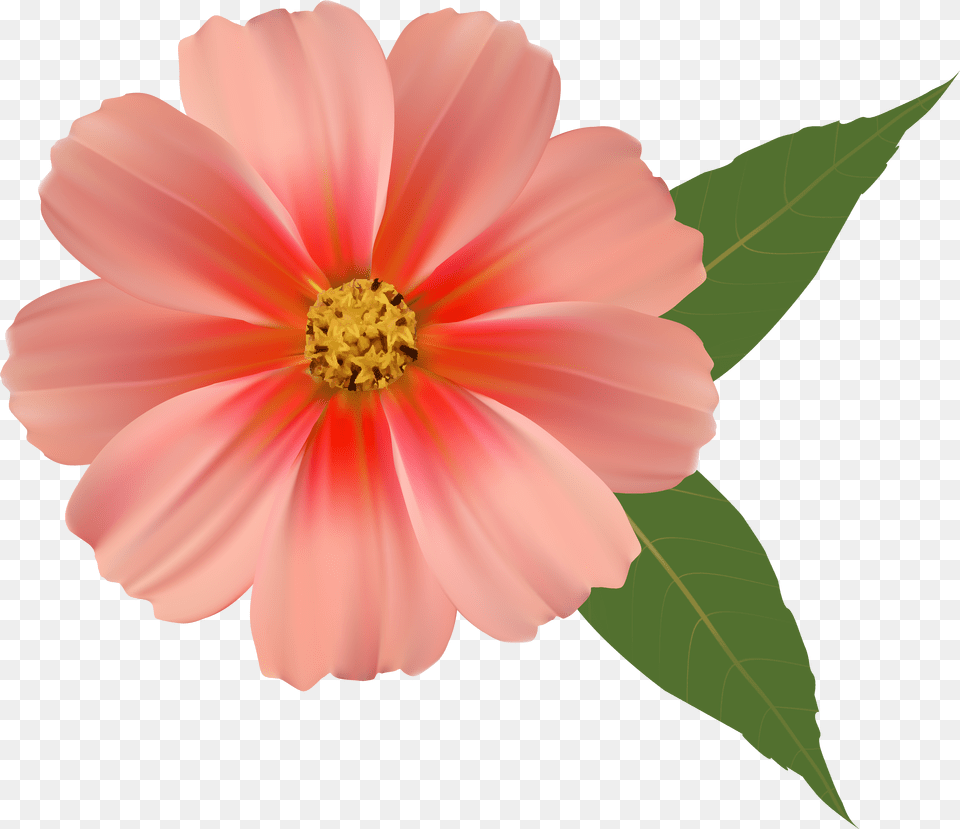 Single Flower Clipart Single Flower Background Free Png