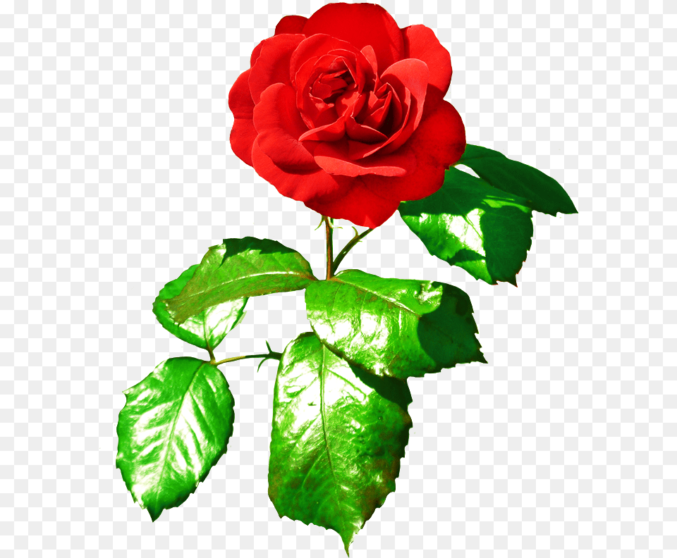 Single Flower Flower With Leaves Rose, Plant Png