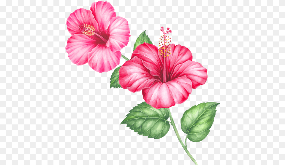 Single Flower Hawaiian Hibiscus, Plant, Anther Free Png