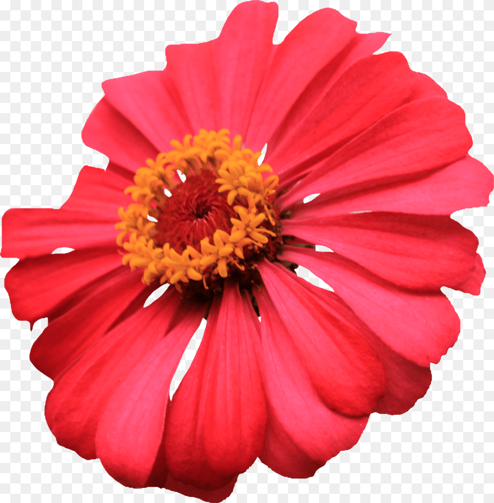 Single Flower Images, Daisy, Petal, Plant, Pollen Free Transparent Png