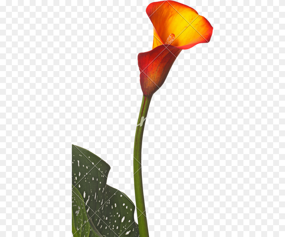 Single Flower Of An Orange Calla Lily And Partial Leaf, Petal, Plant, Araceae Free Transparent Png