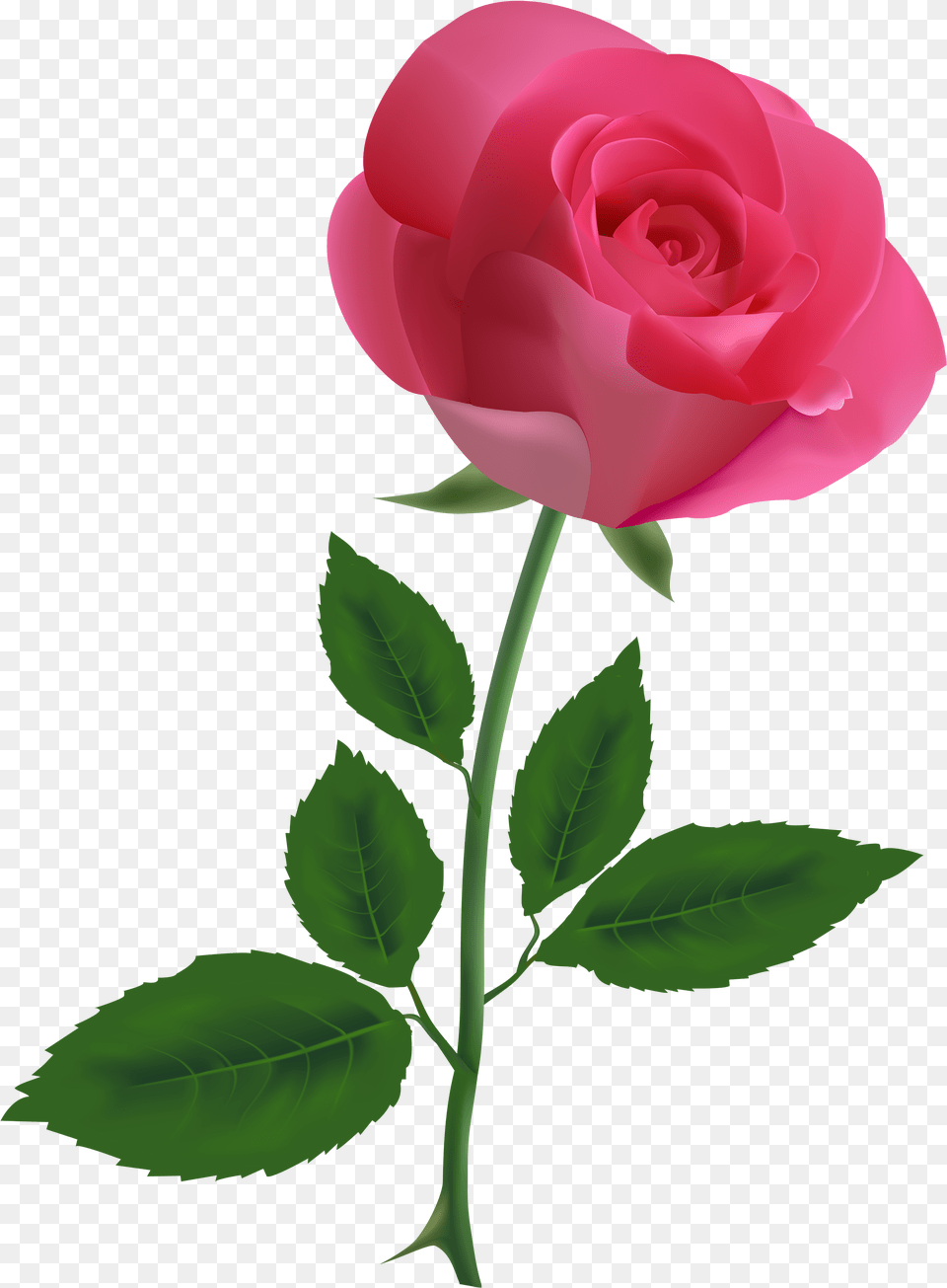 Single Flower Picture Transparent Background Rose Transparent, Plant, Person Free Png