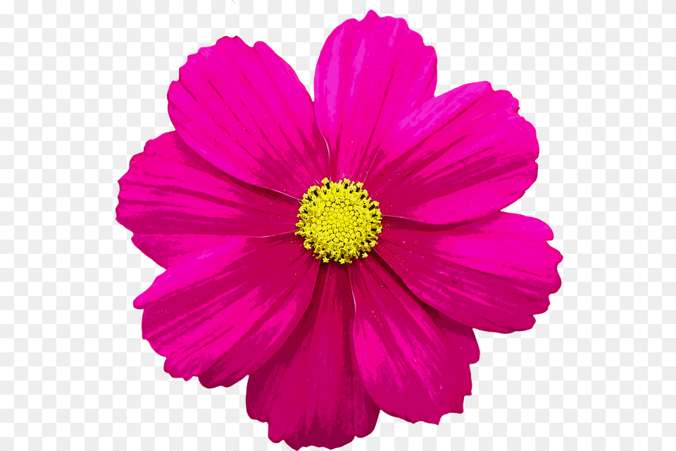 Single Flower Single Flower Images, Anemone, Anther, Dahlia, Daisy Png Image