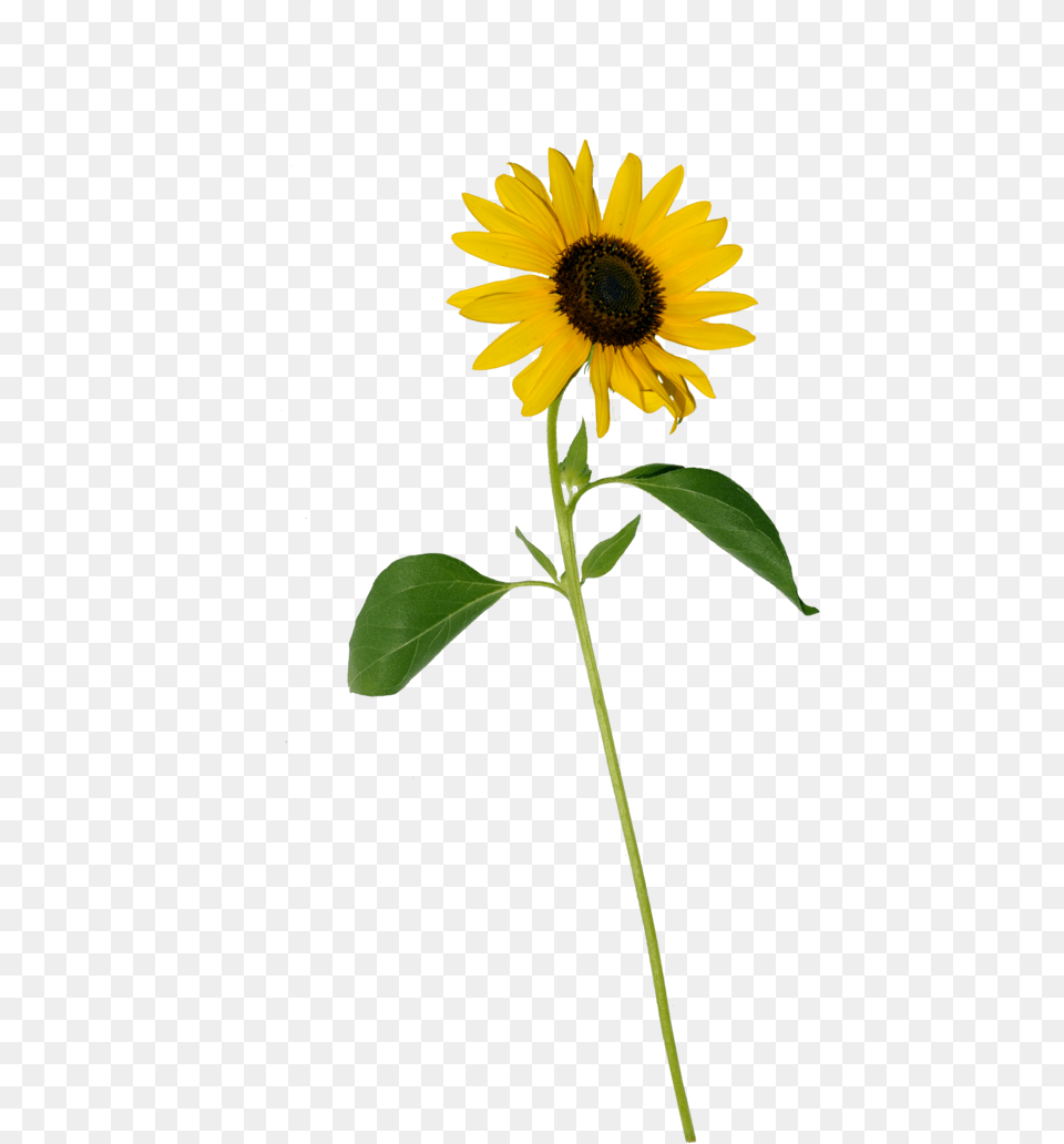 Single Flower Single Sunflower White Background, Plant, Daisy Free Transparent Png