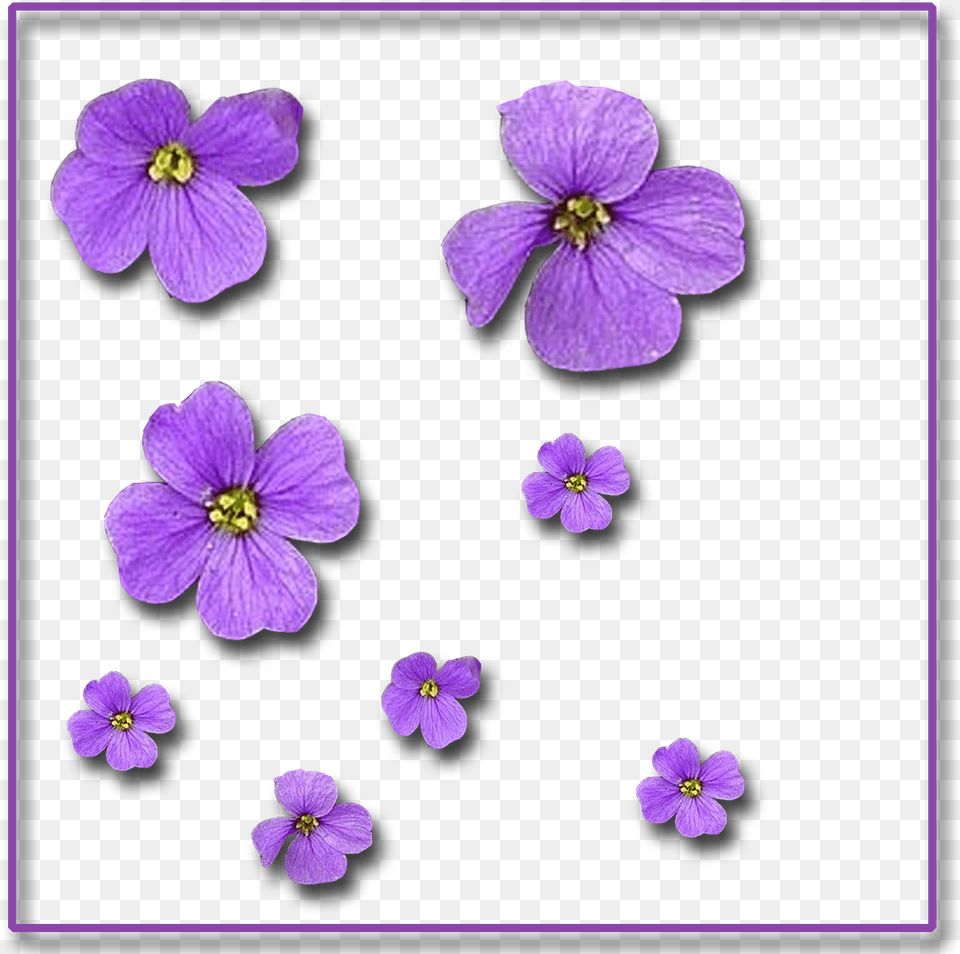 Single Flowers Pixels, Anemone, Flower, Geranium, Petal Free Png