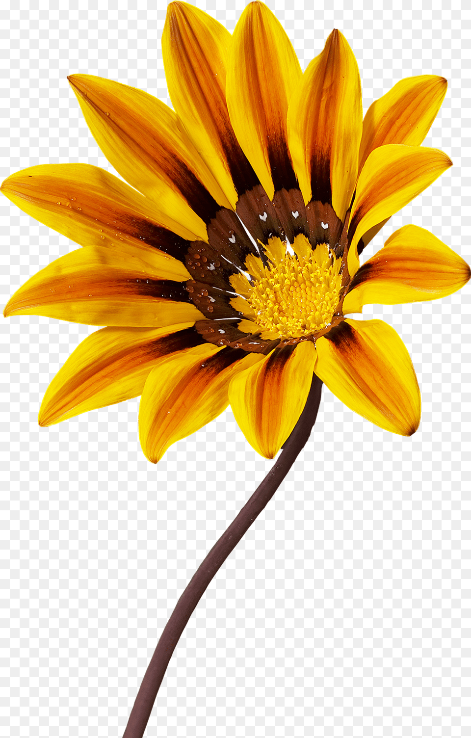 Single Flowers, Flower, Plant, Treasure Flower, Daisy Png Image