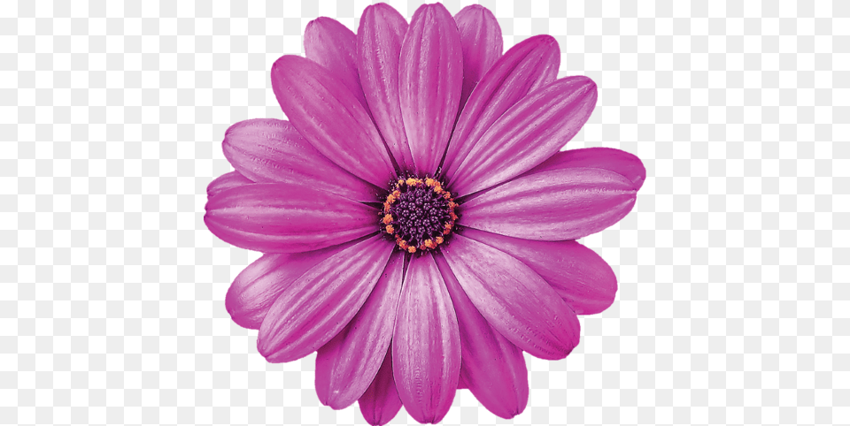 Single Flowers Daisy Flowers Purple Flowers Beautiful Good Evening Purple Flower, Dahlia, Plant, Petal, Anemone Free Png