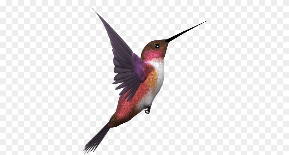 Single Flying Bird Flying Bird, Animal, Hummingbird, Beak Free Transparent Png