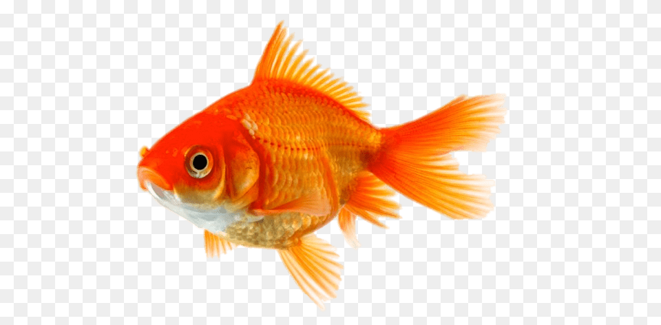 Single Goldfish, Animal, Fish, Sea Life Free Png