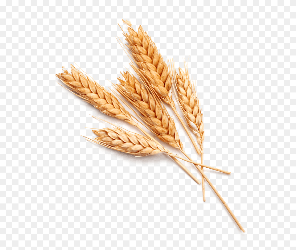 Single Grain Of Wheat, Food, Produce Free Png