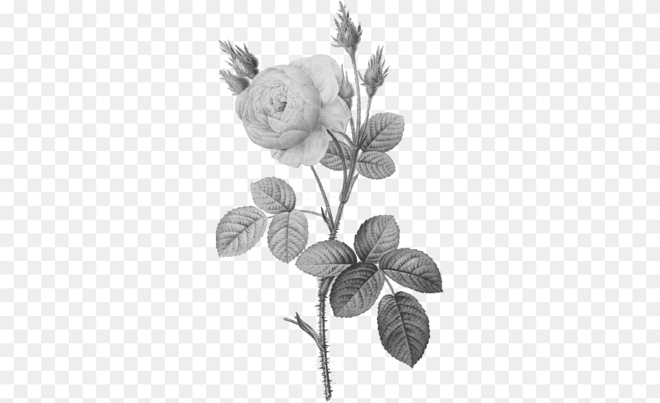 Single Gray Rose White Vintage Flowers, Flower, Leaf, Plant Free Png