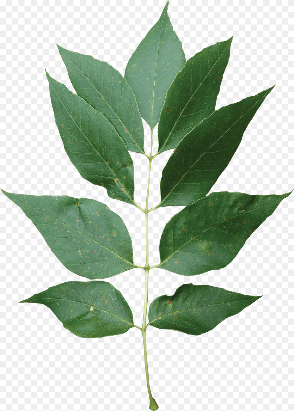 Single Green Leaf American Holly, Plant, Tree Free Transparent Png