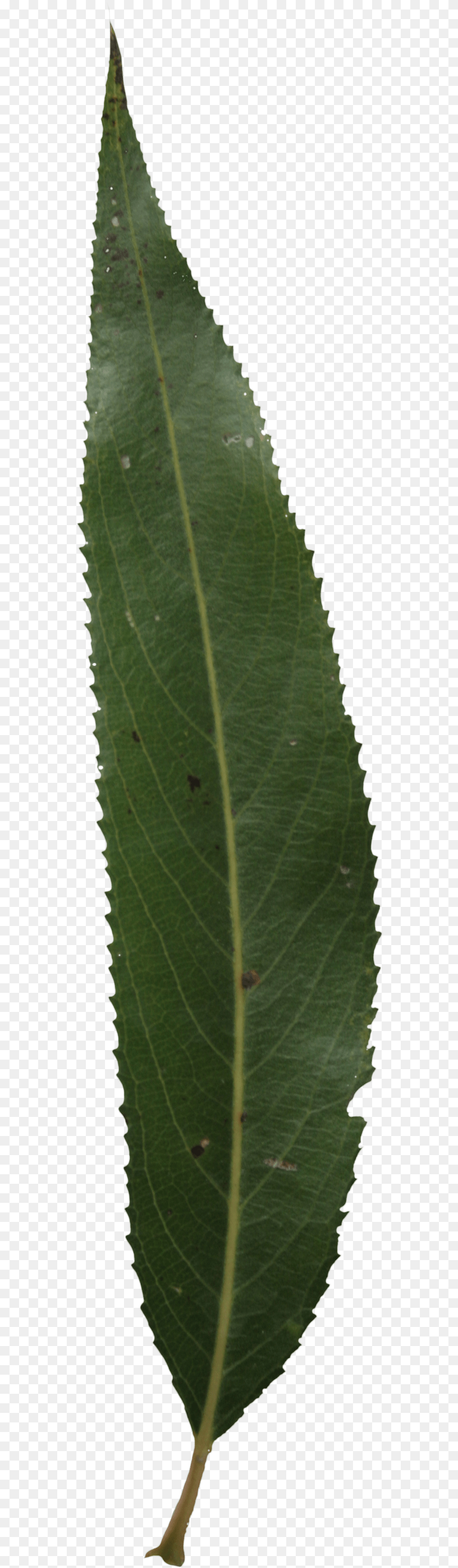 Single Green Leaf Single Mango Leaf, Plant Free Png