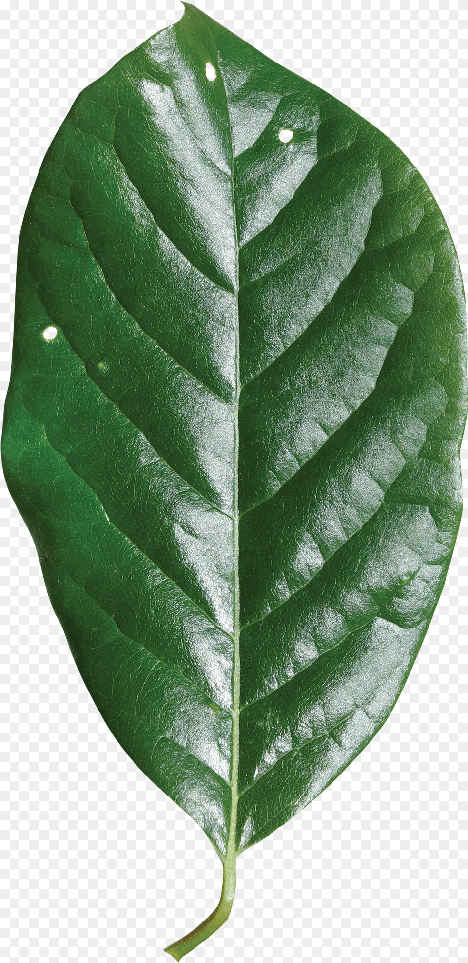 Single Green Leaf White Walnut, Plant, Tree Free Png