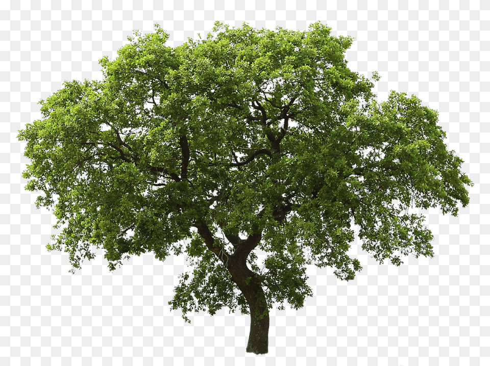 Single Green Tree, Oak, Plant, Sycamore, Tree Trunk Free Transparent Png