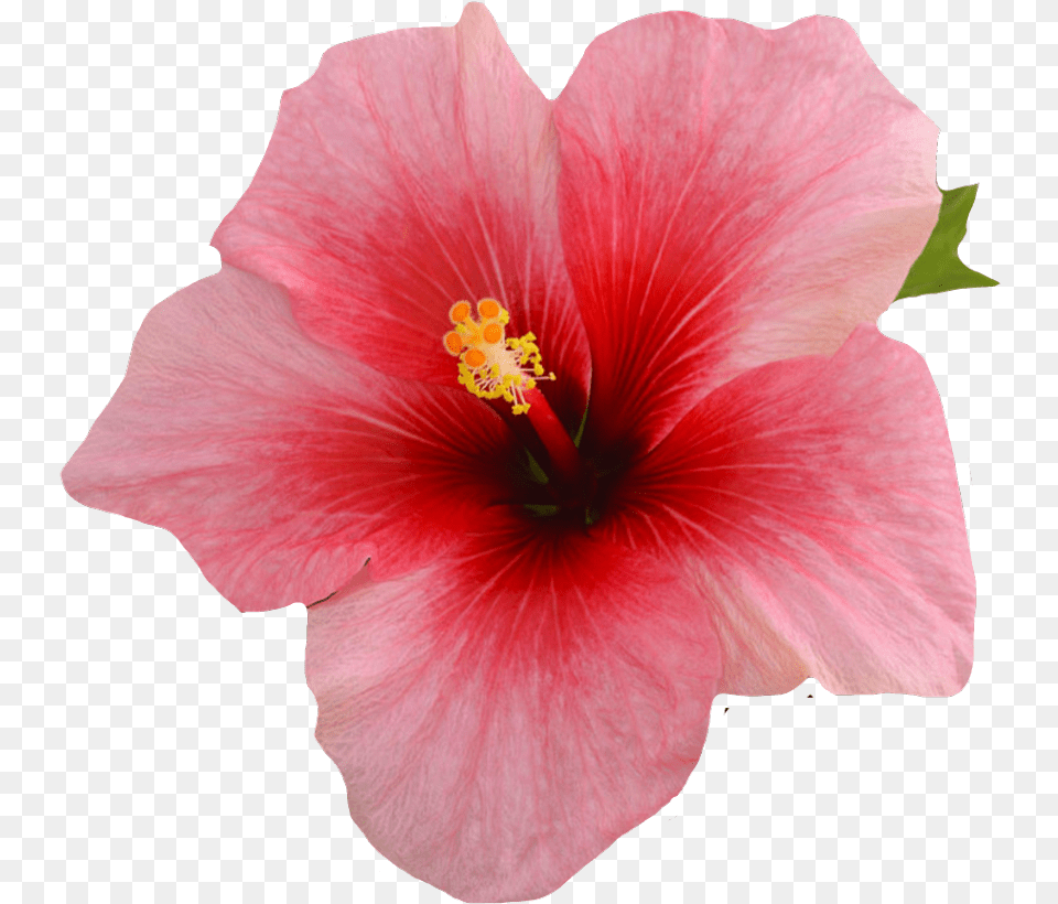 Single Hibiscus Flower On A Black Background, Plant, Rose, Anther, Petal Png Image