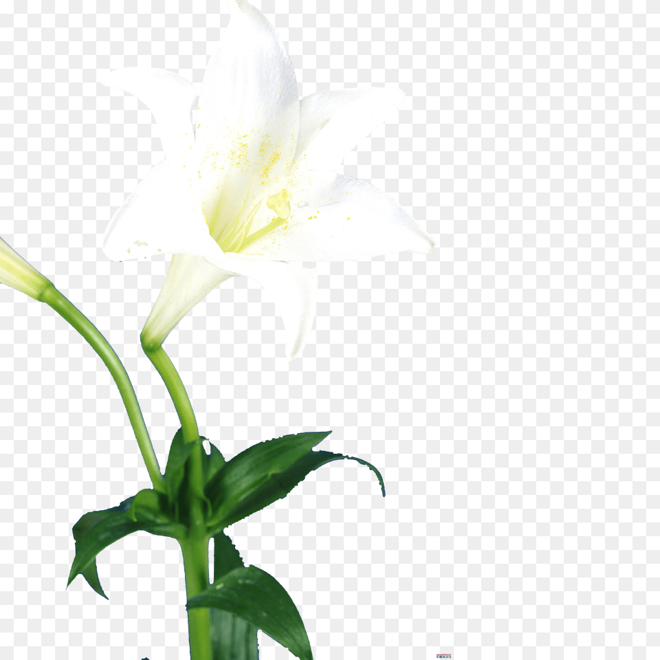 Single Lily Flower Plant, Pollen Png Image