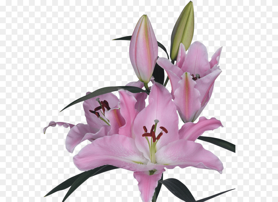 Single Lily With Background, Flower, Plant, Petal, Flower Arrangement Free Png