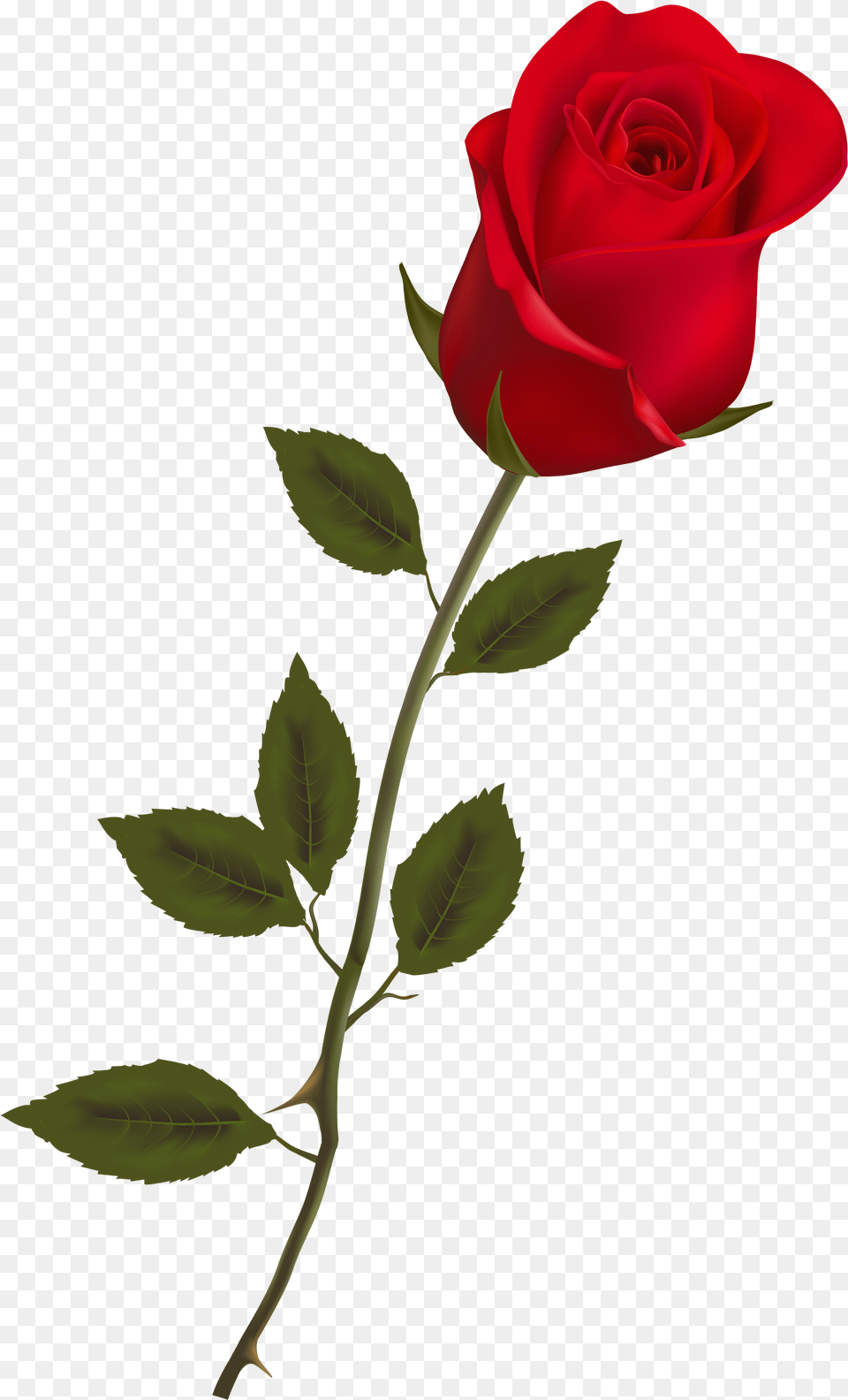 Single Long Stem Red Rose, Flower, Plant, Person Free Transparent Png