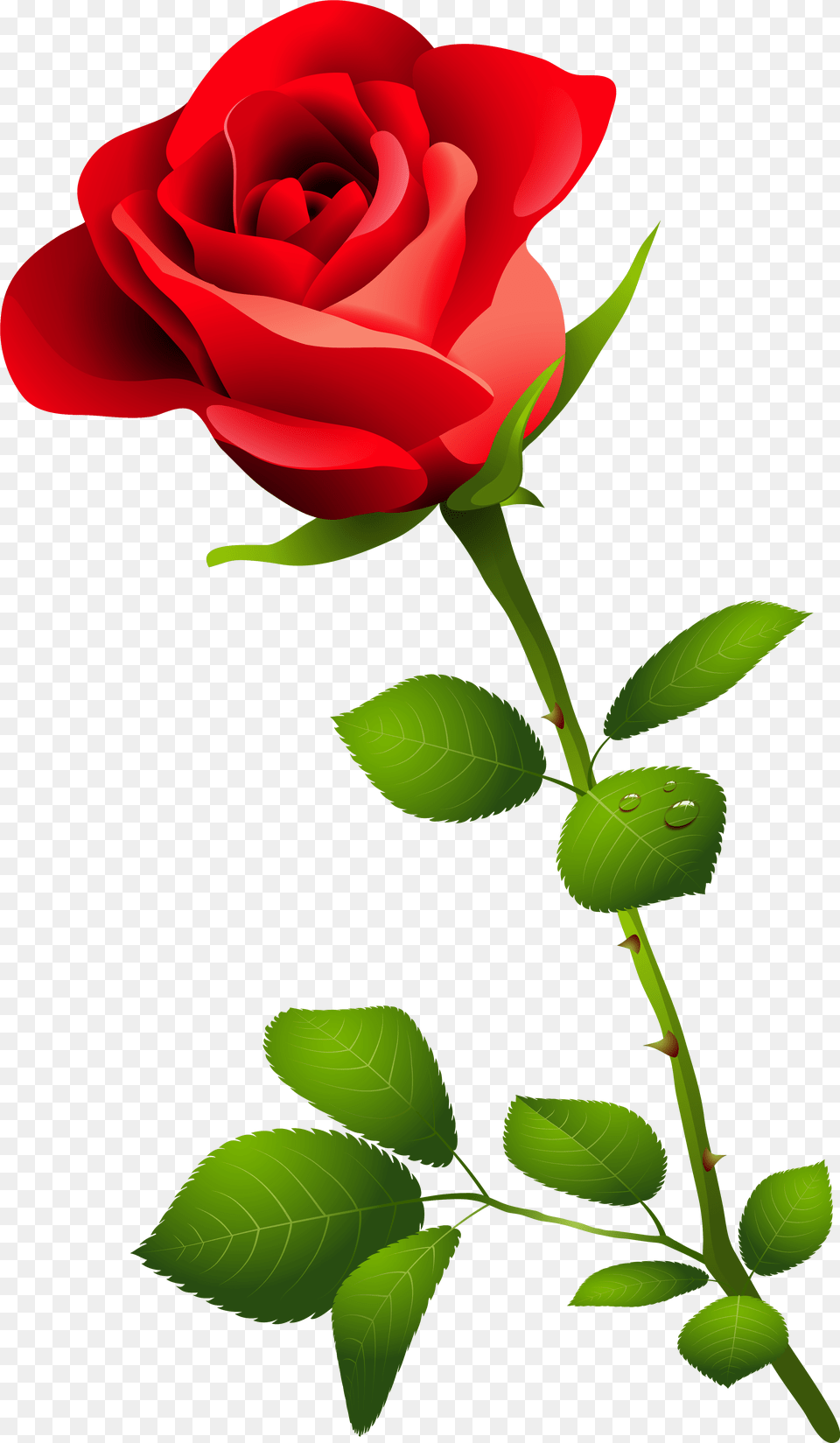 Single Long Stem Rose Drawing Pink Rose Hd, Flower, Plant Png Image