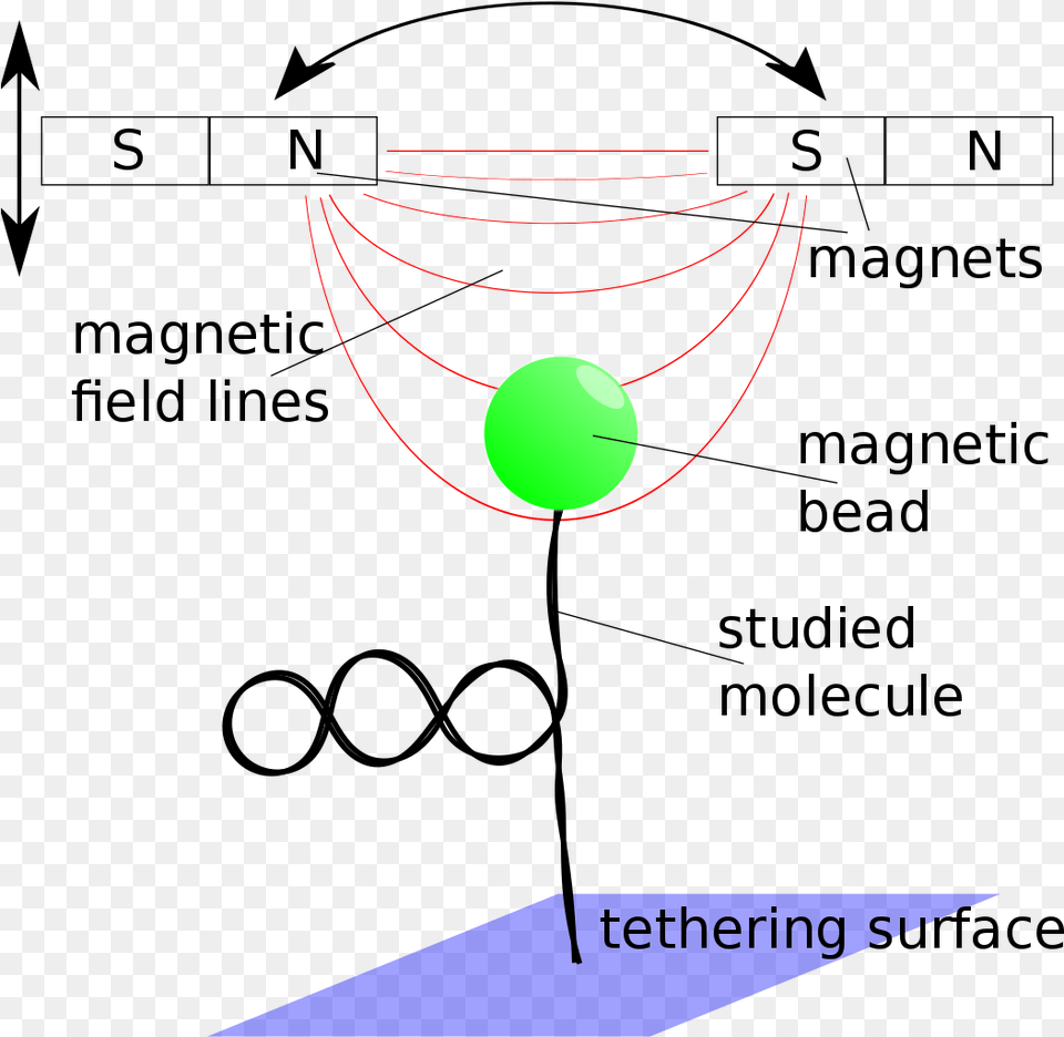 Single Molecule Studies Dna, Astronomy, Moon, Nature, Night Free Png