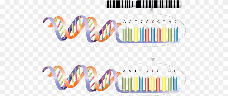 Single Nucleotide Polymorphism Substitution Mutation Predictive And Presymptomatic Testing, Art, Graphics, Smoke Pipe, Text Free Png