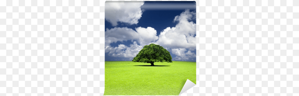 Single Old Tree On The Grass Field Wall Mural Pixers Climate Change Biological And Human Aspects 2 Ed, Plant, Outdoors, Nature, Land Free Png Download