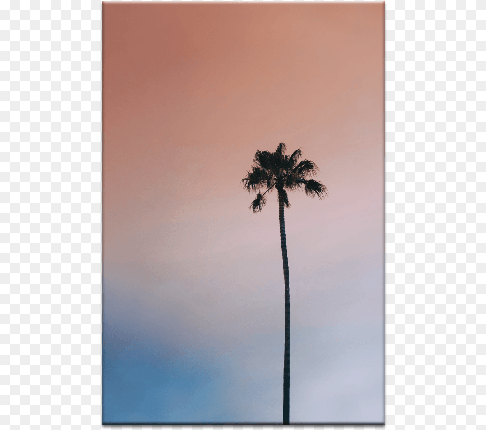 Single Palm Desert Palm, Palm Tree, Plant, Summer, Tree Free Png Download