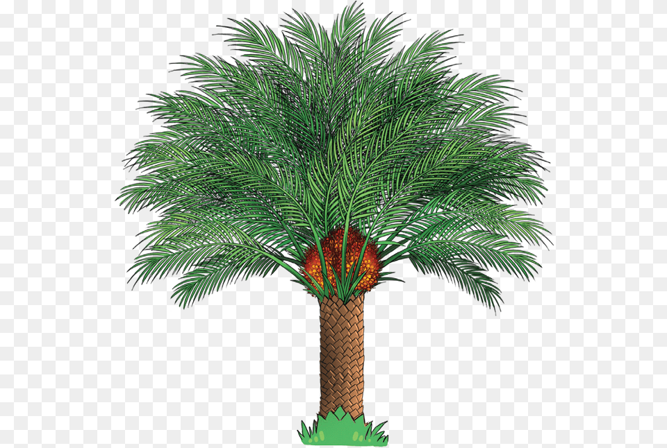 Single Palm Oil Tree, Palm Tree, Plant Free Transparent Png