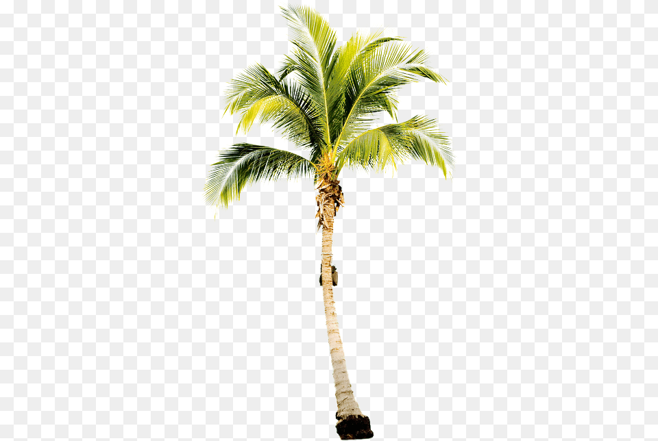 Single Palm Tree, Palm Tree, Plant, Leaf Png Image