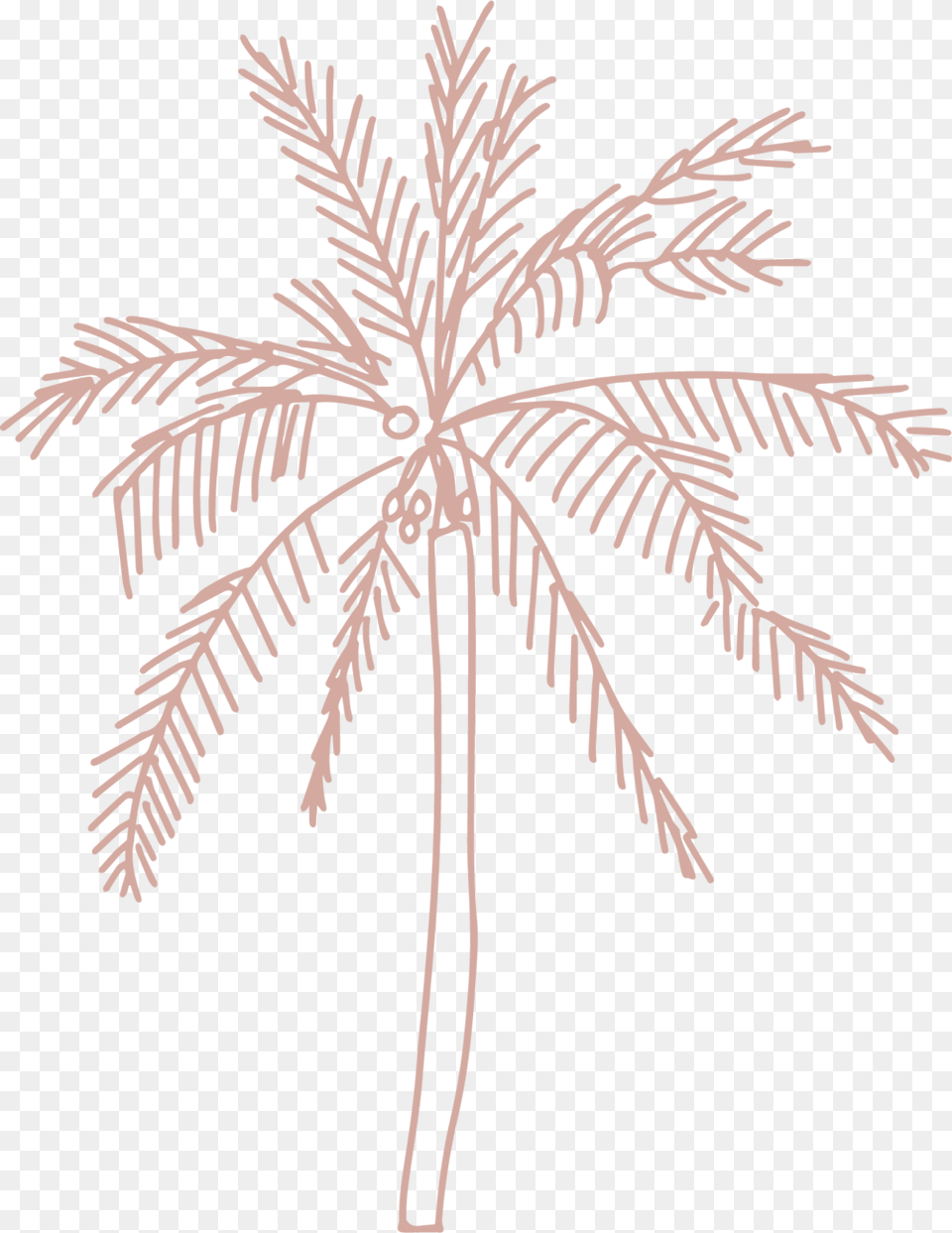 Single Palm Tree By Jess Bailey Attalea Speciosa, Leaf, Plant, Outdoors, Nature Free Png Download