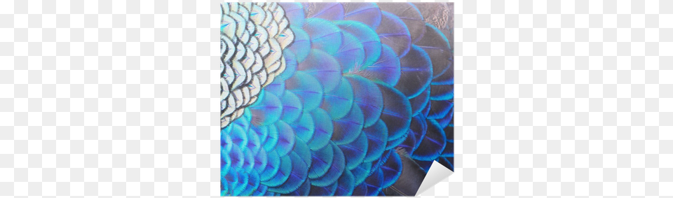 Single Peacock Feathers Hd Peafowl, Animal, Bird Free Png Download
