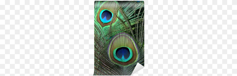 Single Peacock Feathers With Flute Feathers Of Peacock, Animal, Bird Free Png