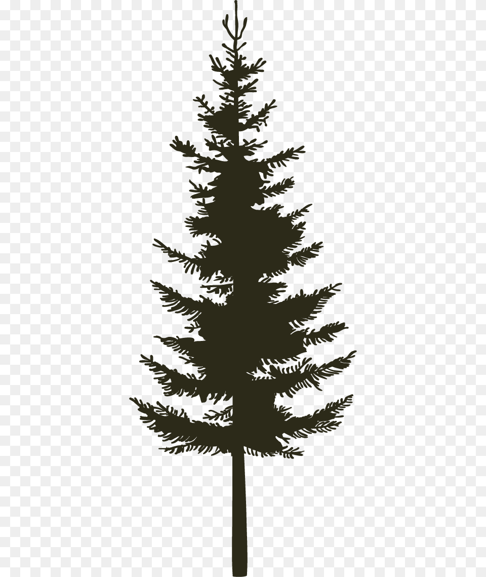 Single Pine Black Western Yellow Pine, Fir, Plant, Tree, Conifer Png Image