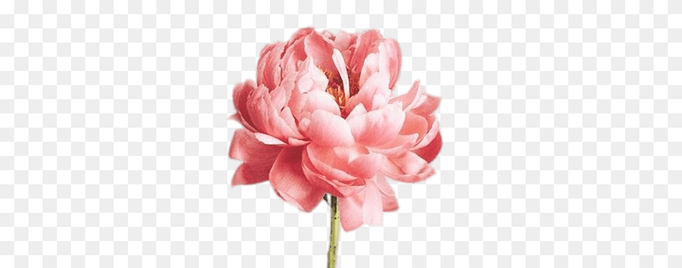Single Pink Peony, Dahlia, Flower, Plant, Carnation Free Transparent Png