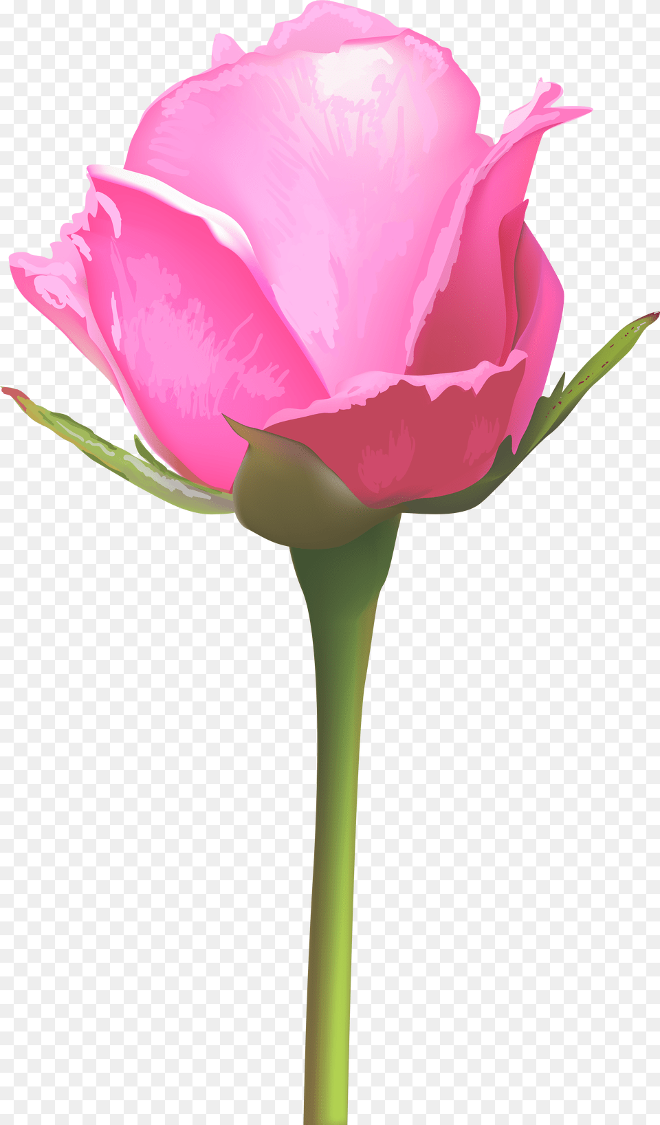 Single Pink Rose, Flower, Plant, Petal, Person Free Png