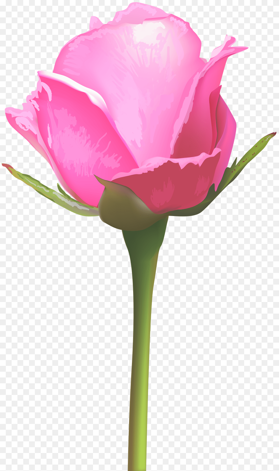 Single Pink Rose Clip Art, Flower, Plant, Petal, Person Free Transparent Png