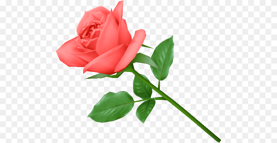 Single Pink Rose Image Picture, Flower, Plant Free Png