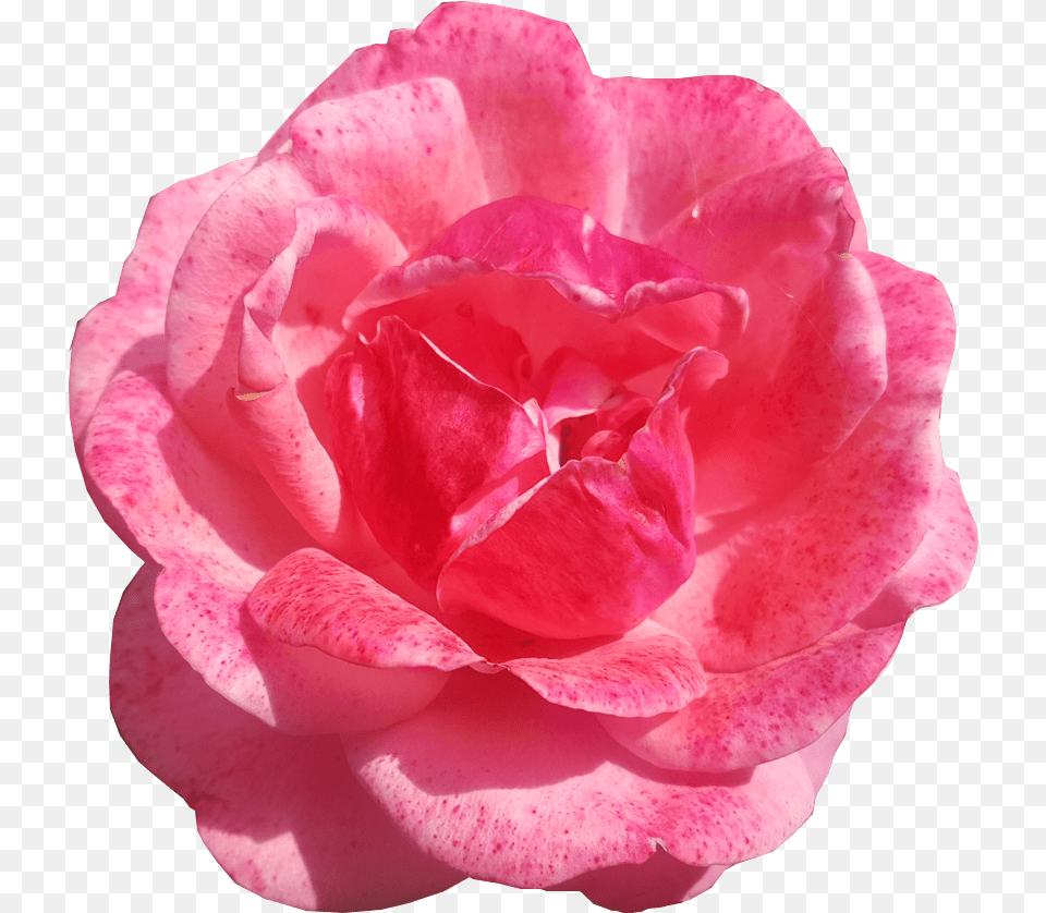 Single Pink Rose Transparent Background Flower Images Single Pink Rose Transparent Background, Petal, Plant, Carnation, Geranium Png Image