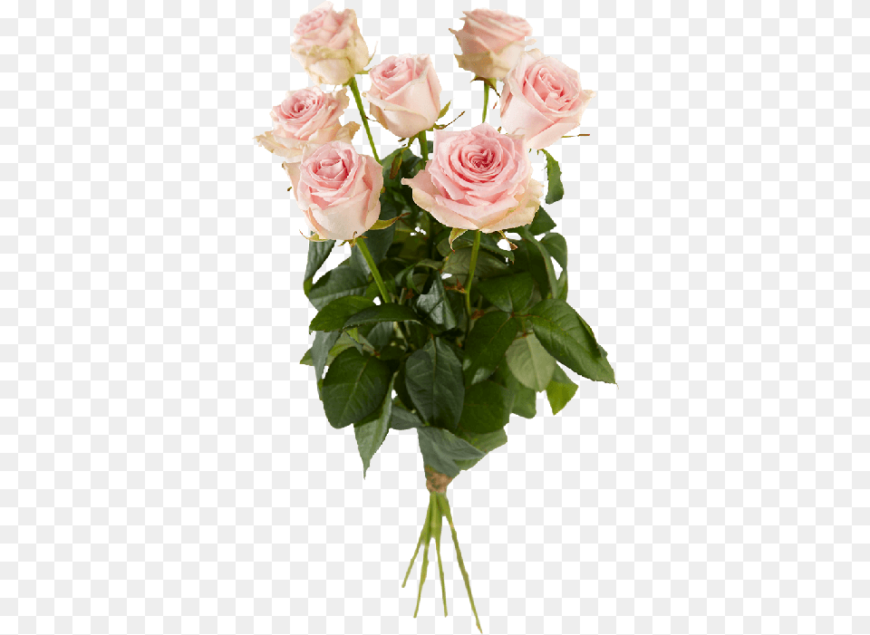 Single Pink Roses Rose, Flower, Flower Arrangement, Flower Bouquet, Plant Free Transparent Png