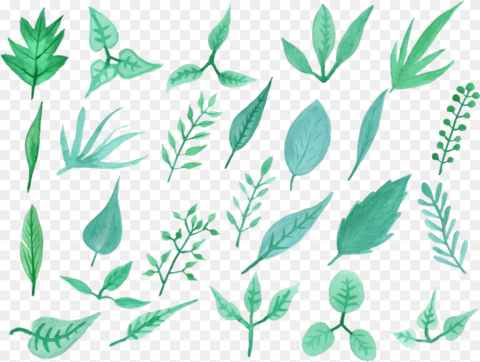 Single Plant Leaf Free Flower, Green, Herbal, Herbs, Vegetation Png Image